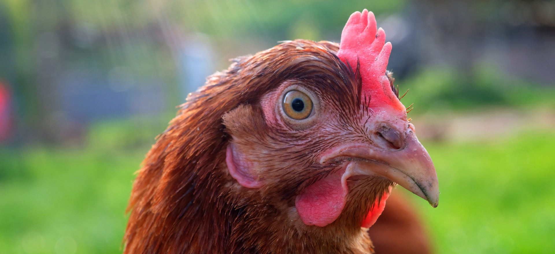 Ruim 2,5 miljoen kippen geruimd door fipronil