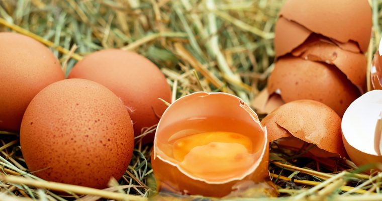 Opnieuw fipronil in eieren Tilligte