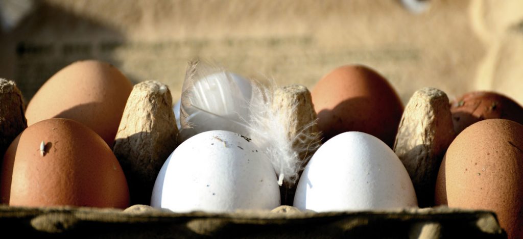 mythes over eieren kleur