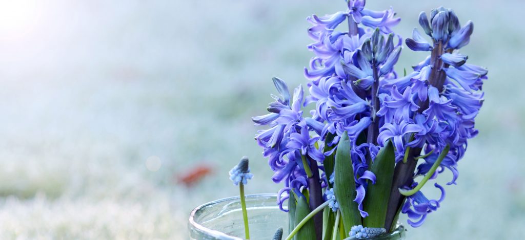 Paasbloemen: hyacinthen