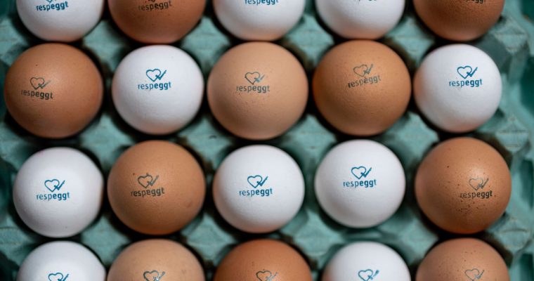 Jumbo gaat als eerste Nederlandse supermarkt Respeggt eieren (eieren zonder eendagshaantjes) verkopen
