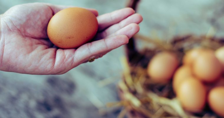 Consument wil ‘seksen in het ei’ als alternatief voor doden eendagshaantjes