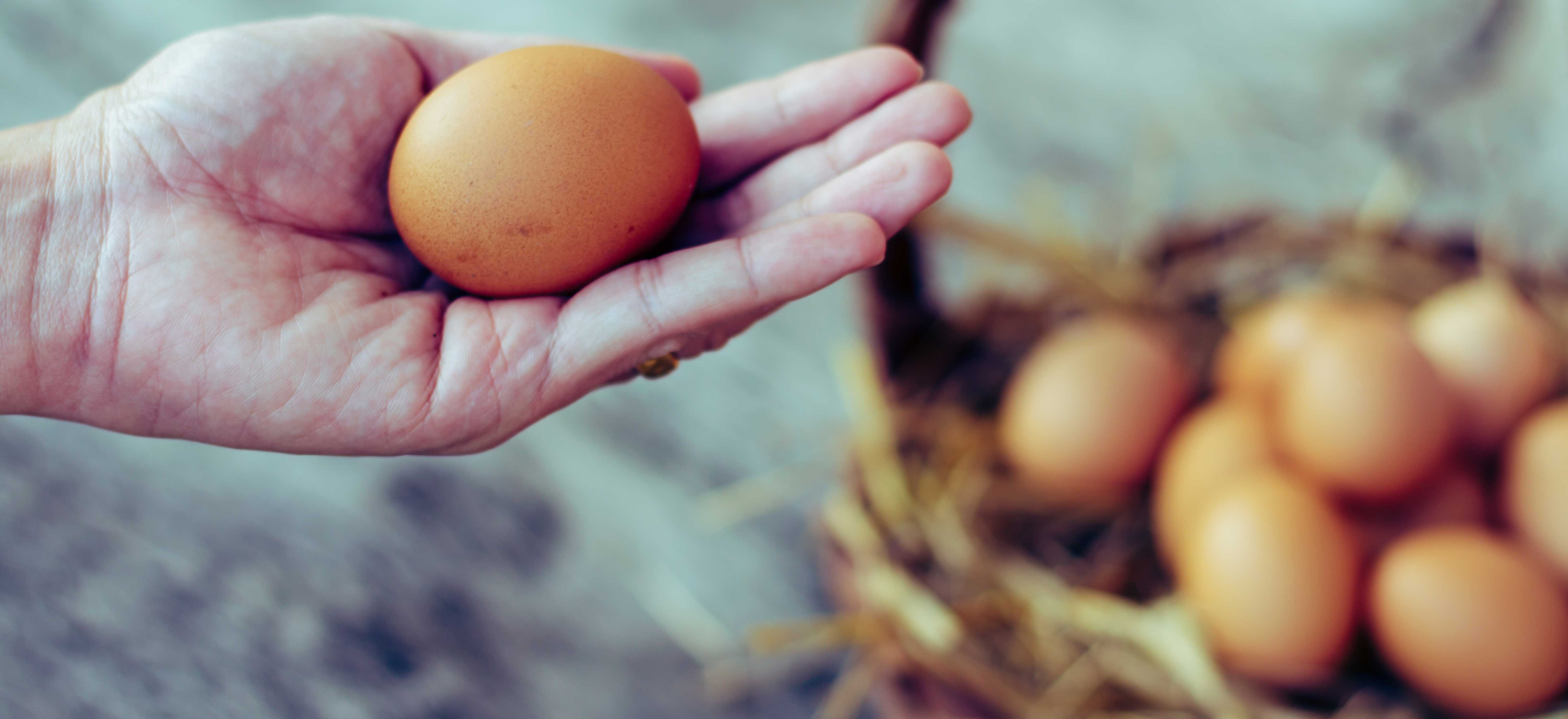 Consument wil ‘seksen in het ei’ als alternatief voor doden eendagshaantjes