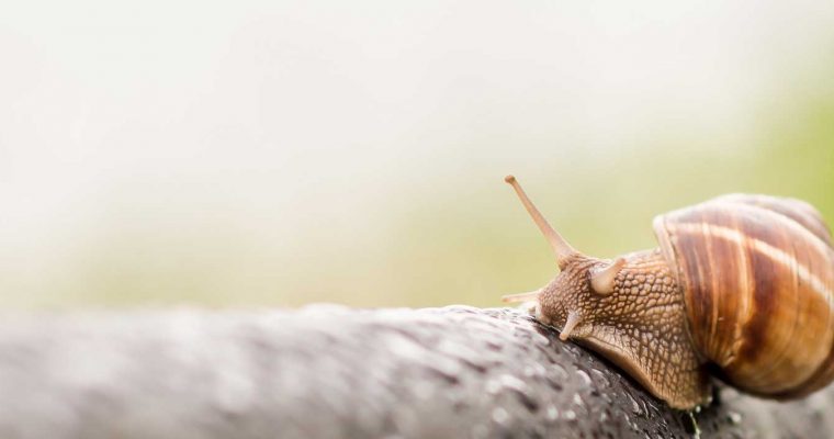 Slakken bestrijden met eierschalen